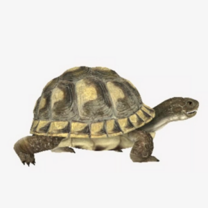 Turtle illustration